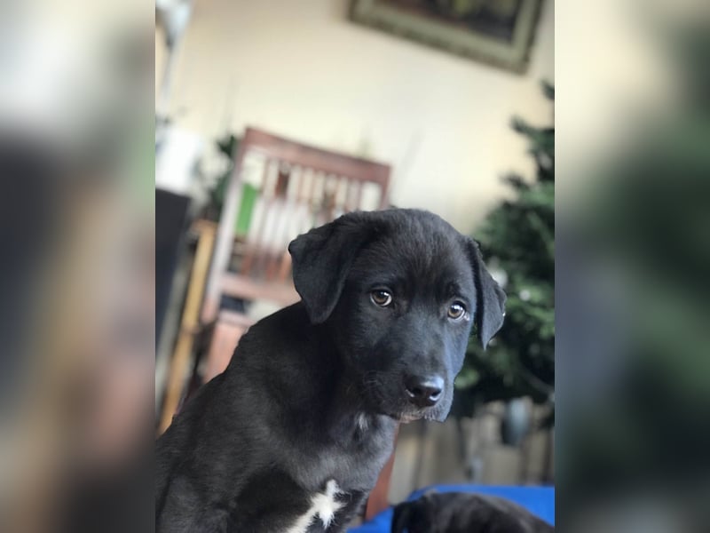Hübscher Fido sucht seine Familie