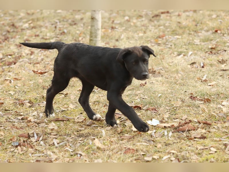 Hübscher Fido sucht seine Familie