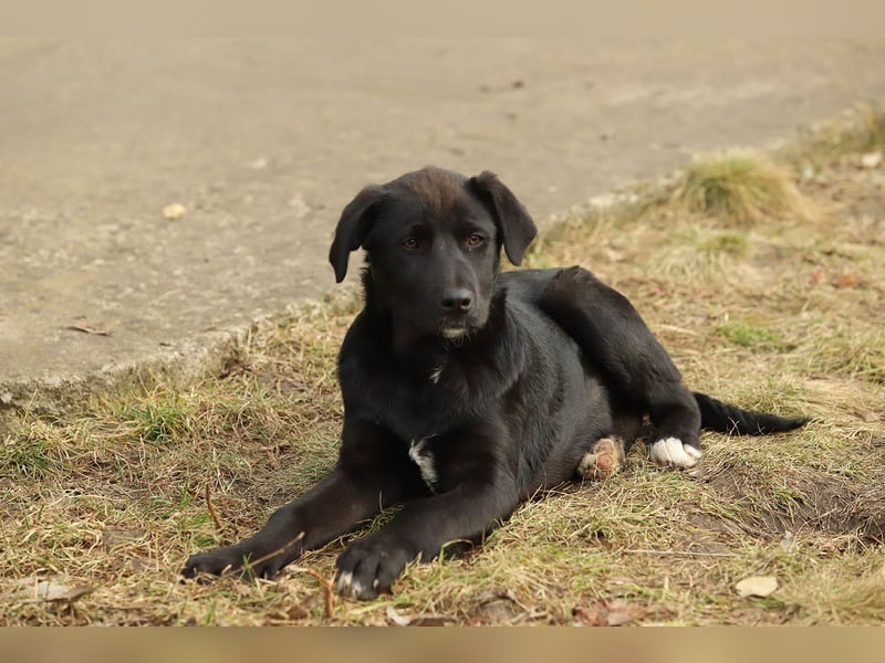 Hübscher Fido sucht seine Familie