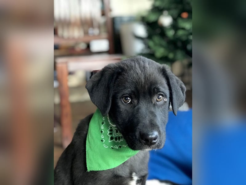 Hübscher Fido sucht seine Familie