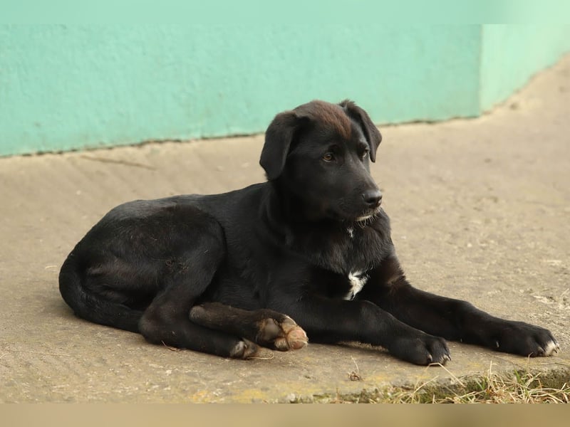 Hübscher Fido sucht seine Familie