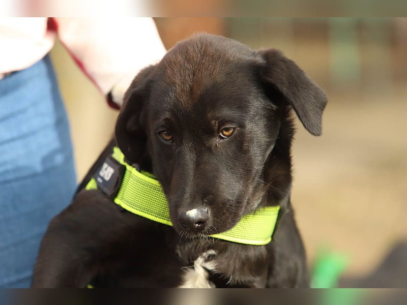 Hübscher Fido sucht seine Familie