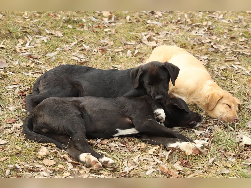 Hübscher Fido sucht seine Familie