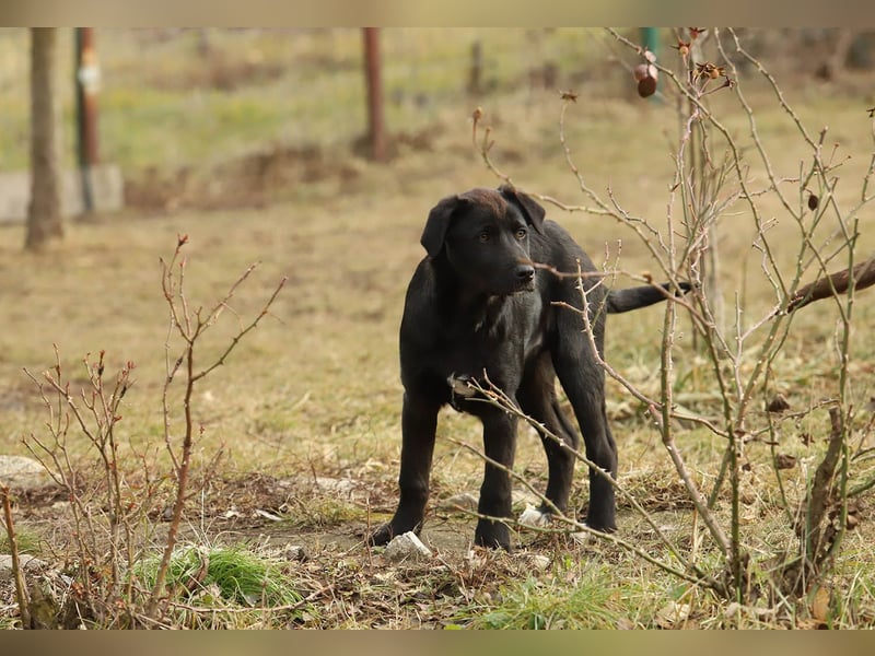 Hübscher Fido sucht seine Familie