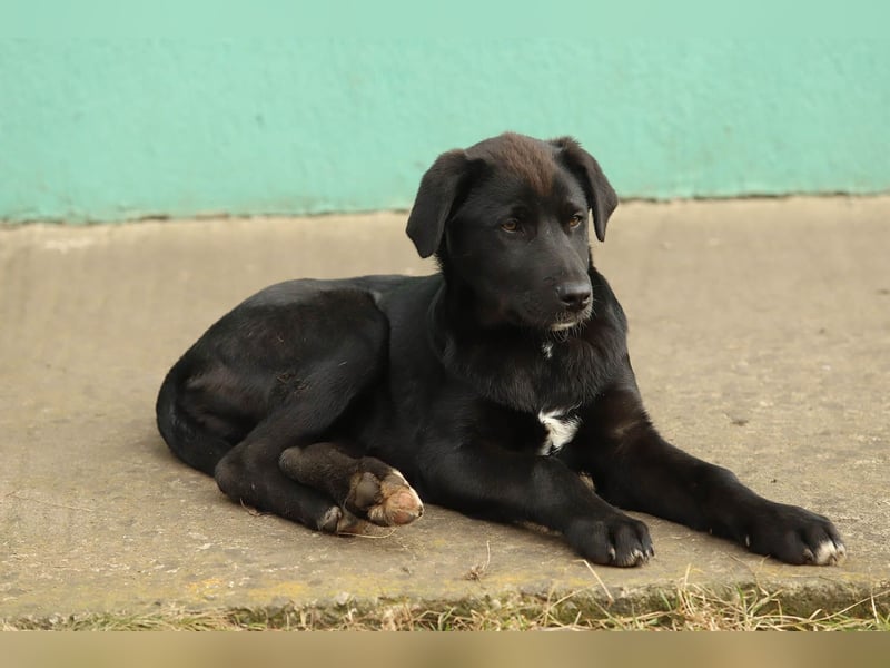 Hübscher Fido sucht seine Familie