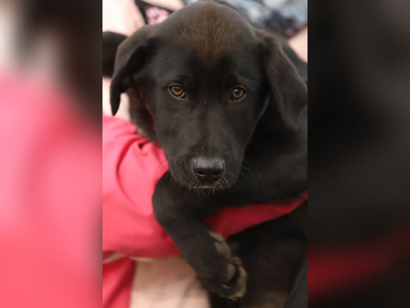 Hübscher Fido sucht seine Familie