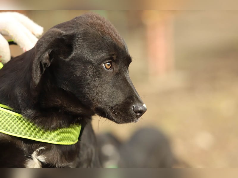 Hübscher Fido sucht seine Familie