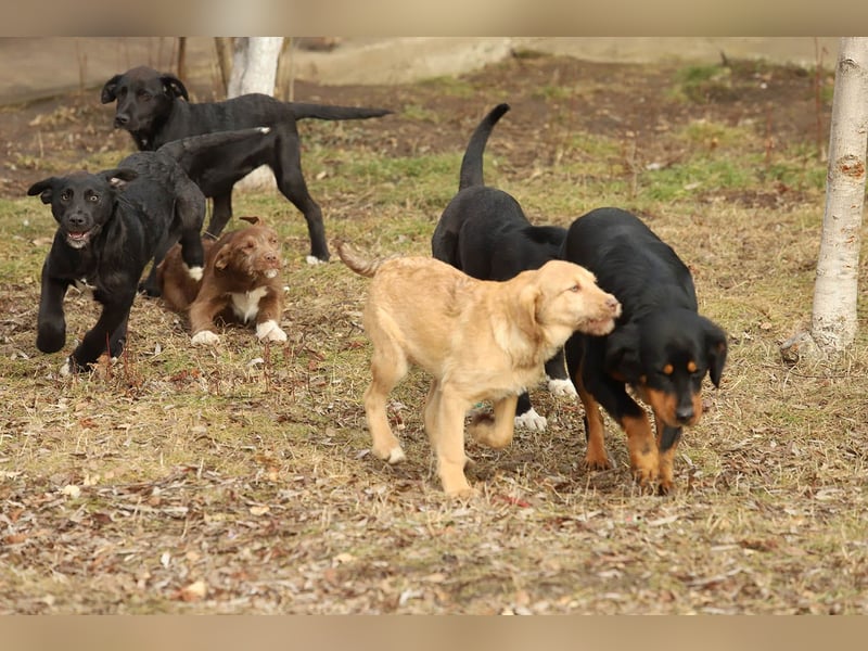 Hübscher Fido sucht seine Familie