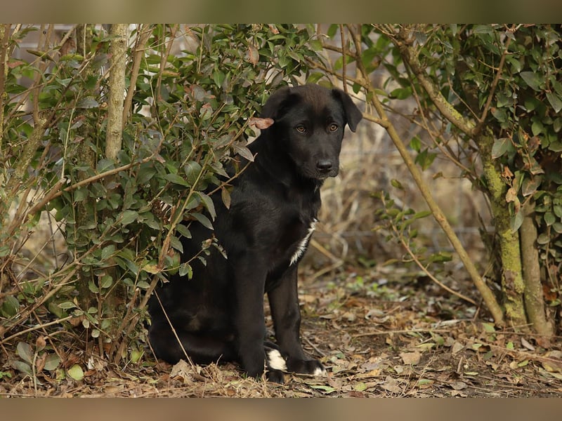 Hübscher Fido sucht seine Familie