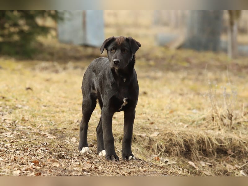 Hübscher Fido sucht seine Familie