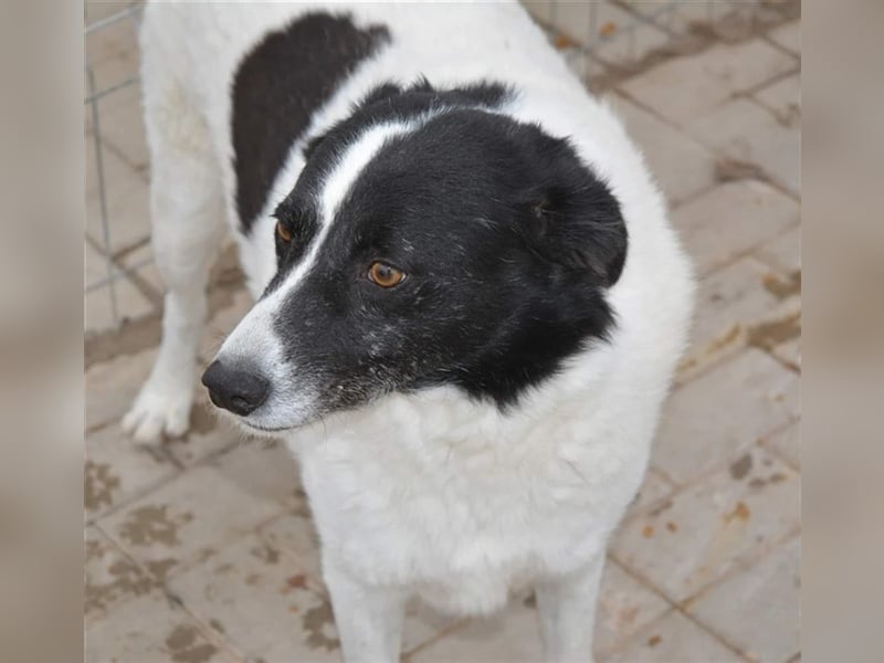 Filou, Mix, Rüde, geb. ca. 12.2017, ca. 60 cm