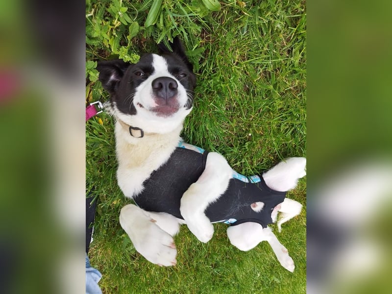 Ervin würde gerne bald das Tierheim verlassen !