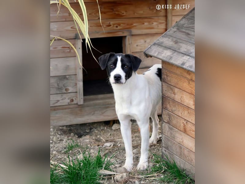 Ervin würde gerne bald das Tierheim verlassen !