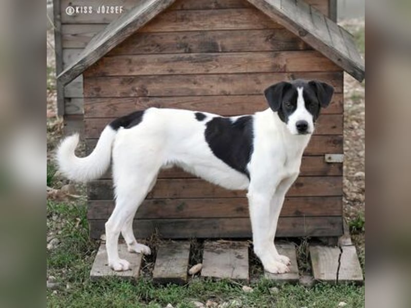 Ervin würde gerne bald das Tierheim verlassen !
