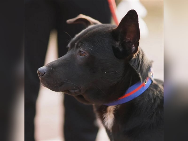 Jet,Mischling, 5 Jahre alt ,sehr gut verträglich ,verschmust, sucht eine Familie