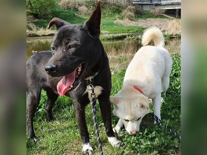 Jet,Mischling, 5 Jahre alt ,sehr gut verträglich ,verschmust, sucht eine Familie