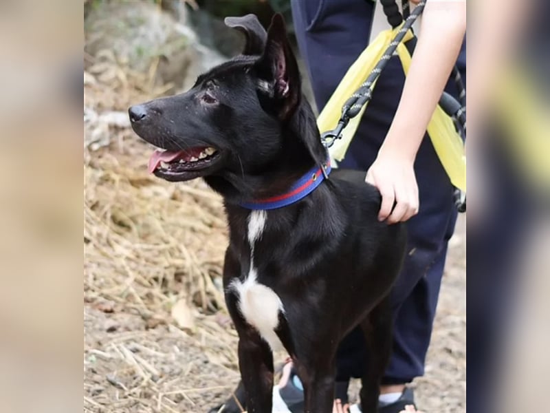 Jet,Mischling, 5 Jahre alt ,sehr gut verträglich ,verschmust, sucht eine Familie