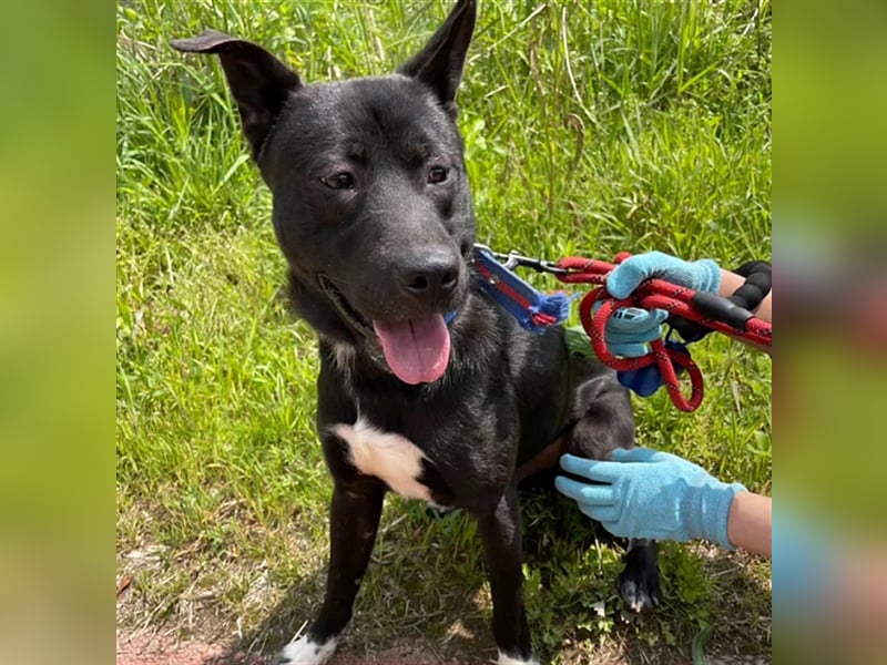 Jet,Mischling, 5 Jahre alt ,sehr gut verträglich ,verschmust, sucht eine Familie