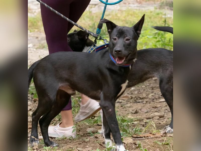 Jet,Mischling, 5 Jahre alt ,sehr gut verträglich ,verschmust, sucht eine Familie