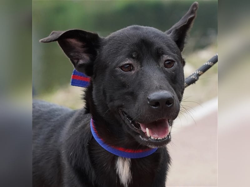 Jet,Mischling, 5 Jahre alt ,sehr gut verträglich ,verschmust, sucht eine Familie