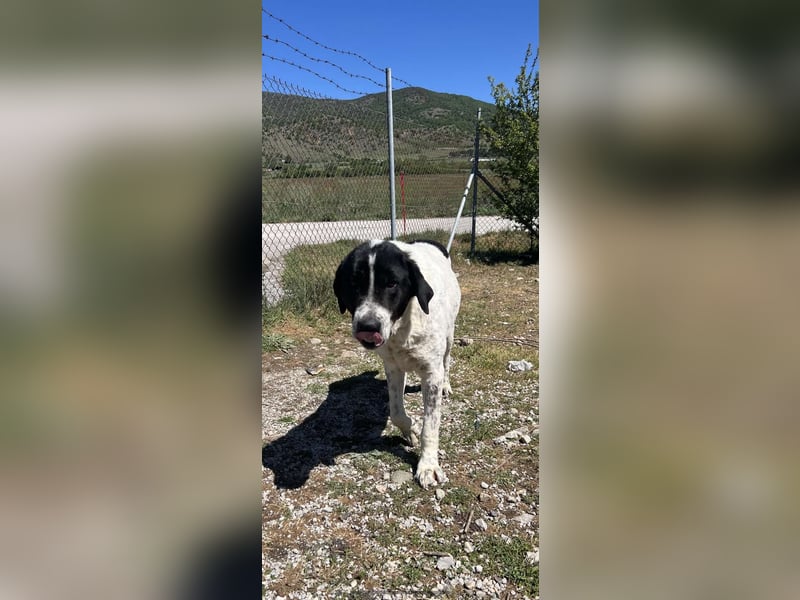 Hercules – Ein sanfter Riese wartet auf seine Familie!
