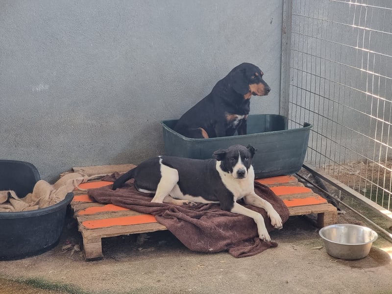 Lebensfreude pur trotz Handicap: Jack!