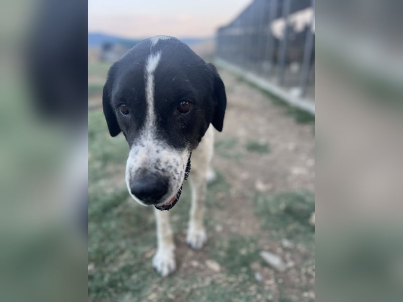 Hercules – Ein sanfter Riese wartet auf seine Familie!