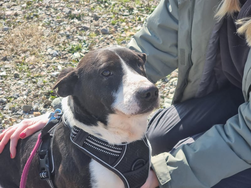 Lebensfreude pur trotz Handicap: Jack!