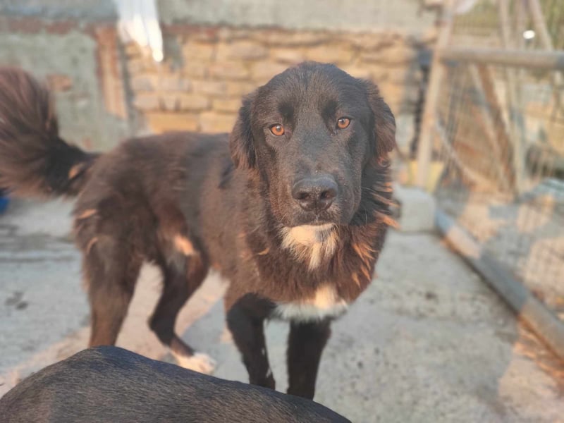 Gnadenplatz gesucht: Phil sucht ein Zuhause voller Liebe und Verständnis