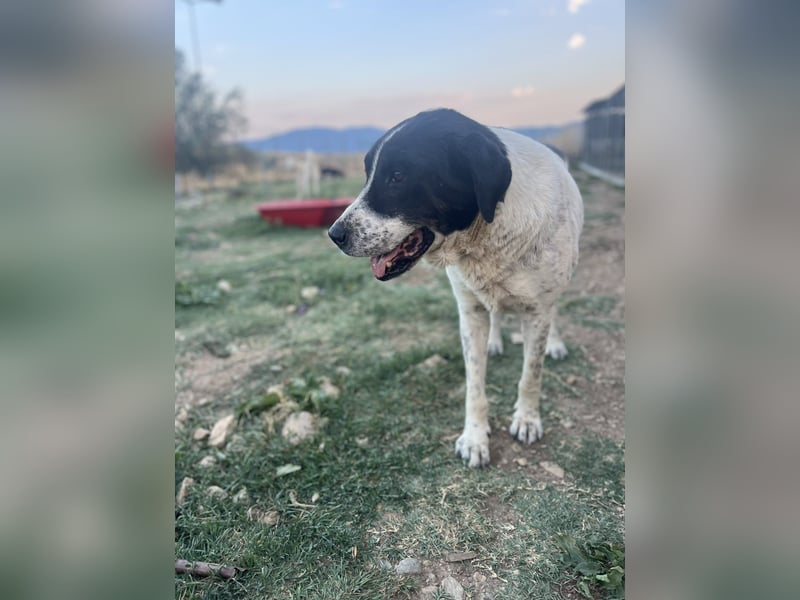 Hercules – Ein sanfter Riese wartet auf seine Familie!