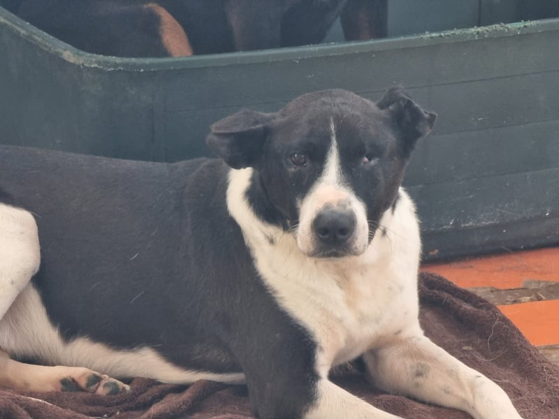 Lebensfreude pur trotz Handicap: Jack!