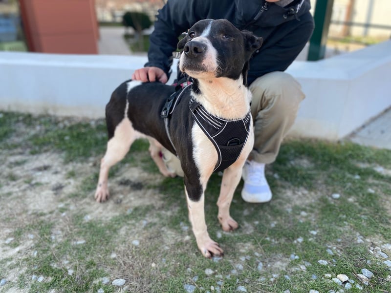 Lebensfreude pur trotz Handicap: Jack!