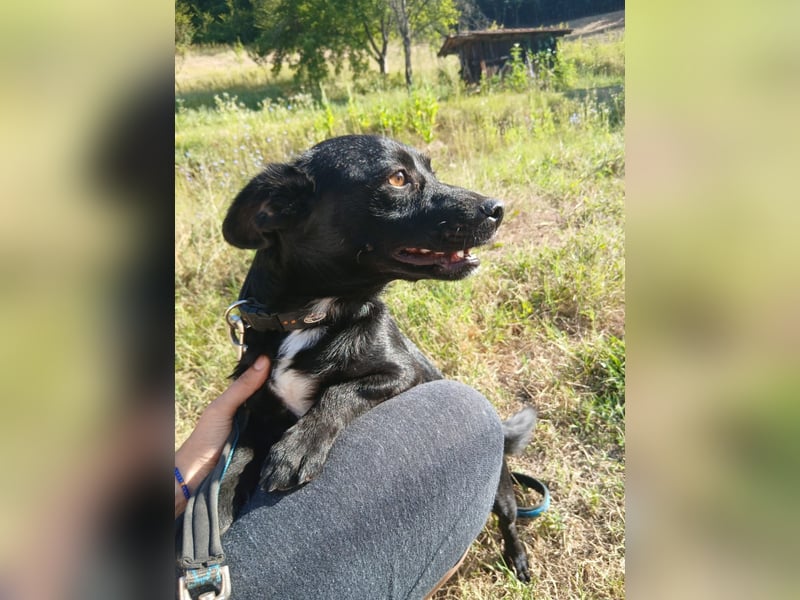 Herzenshund Filou