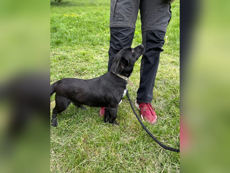 Herzenshund Filou