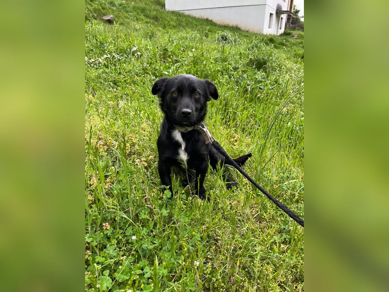 Herzenshund Filou