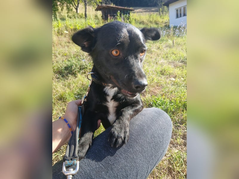 Herzenshund Filou