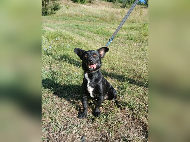 Herzenshund Filou