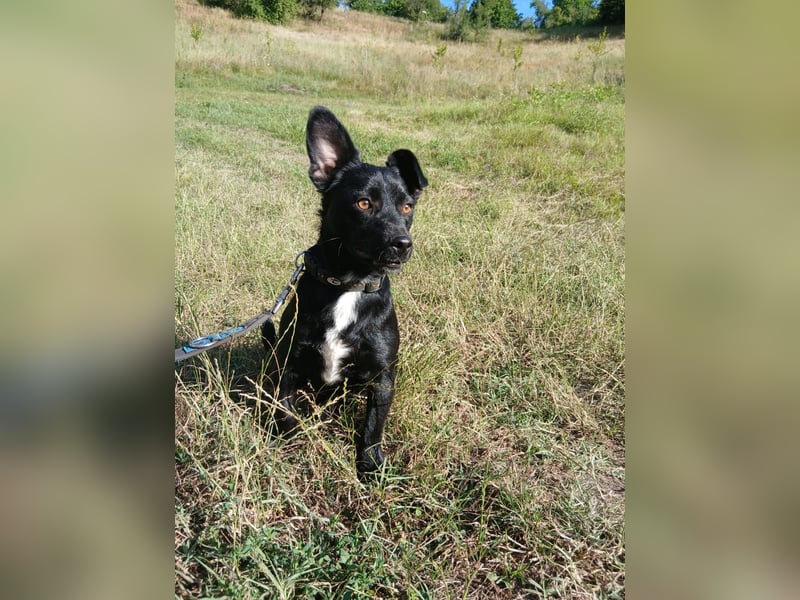 Herzenshund Filou