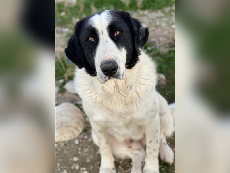 Pirate, geb. ca. 12/2018, lebt in GRIECHENLAND, auf einem Gelände, auf dem die Hunde notdürftig ver