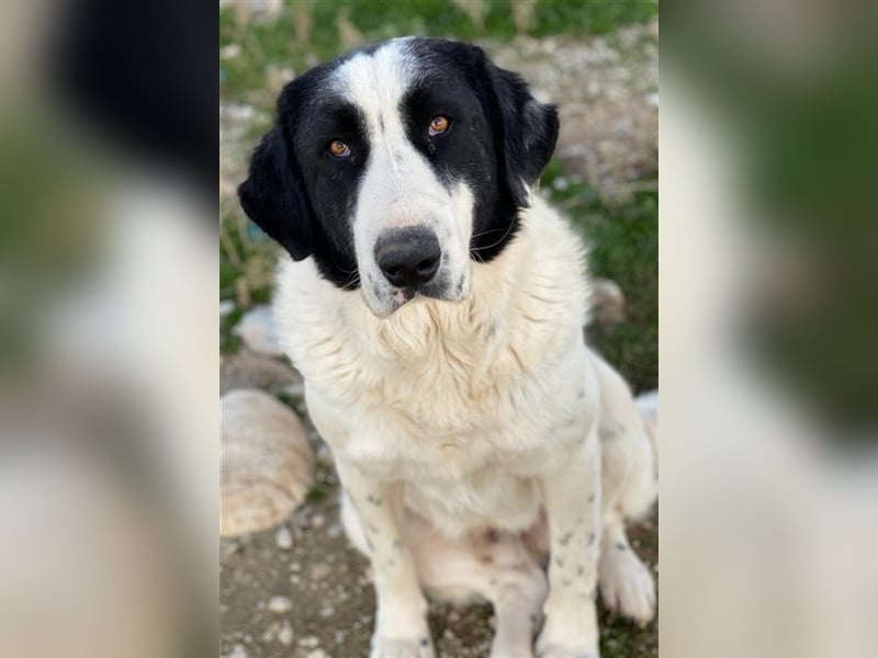 Pirate, geb. ca. 12/2018, lebt in GRIECHENLAND, auf einem Gelände, auf dem die Hunde notdürftig ver