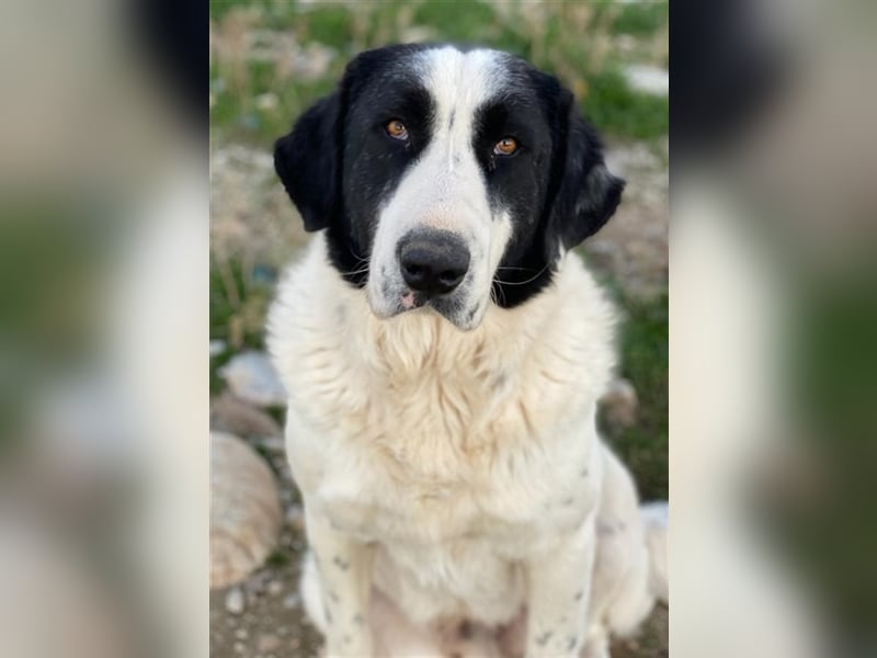 Pirate, geb. ca. 12/2018, lebt in GRIECHENLAND, auf einem Gelände, auf dem die Hunde notdürftig ver