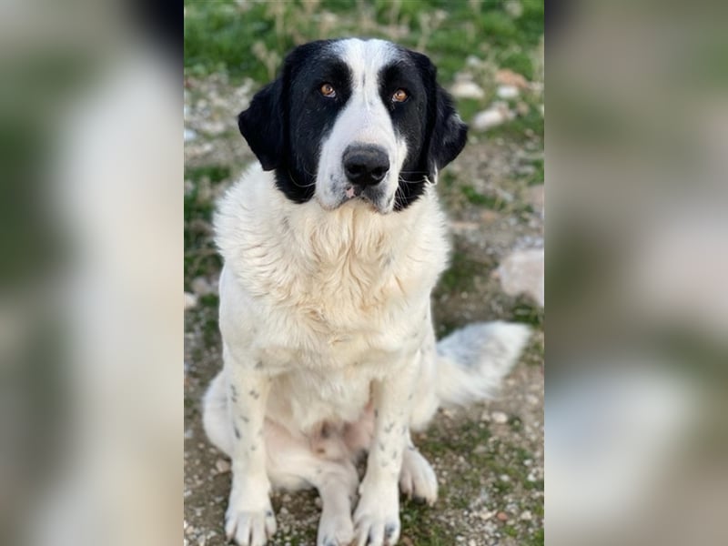 Pirate, geb. ca. 12/2018, lebt in GRIECHENLAND, auf einem Gelände, auf dem die Hunde notdürftig ver