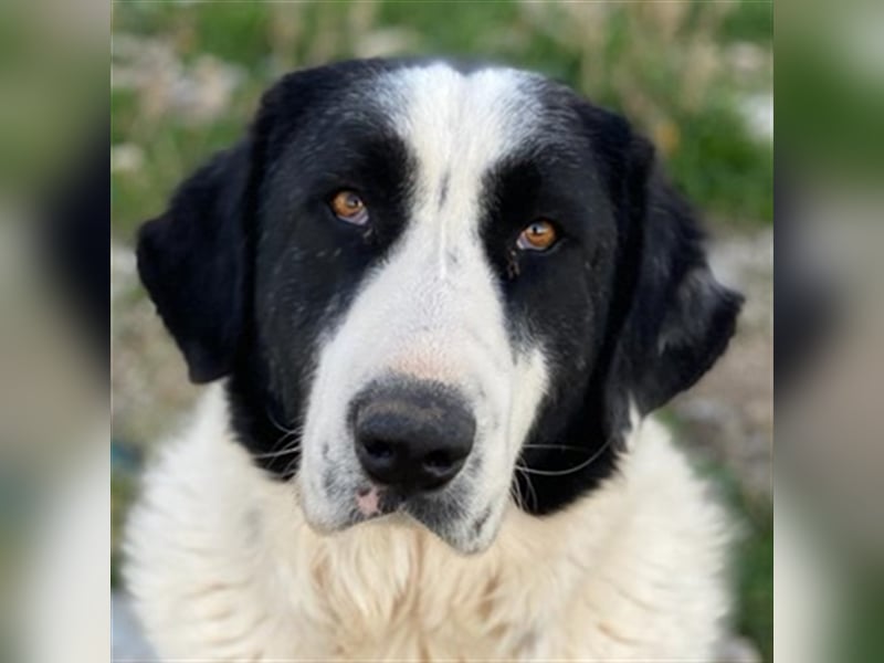 Pirate, geb. ca. 12/2018, lebt in GRIECHENLAND, auf einem Gelände, auf dem die Hunde notdürftig ver