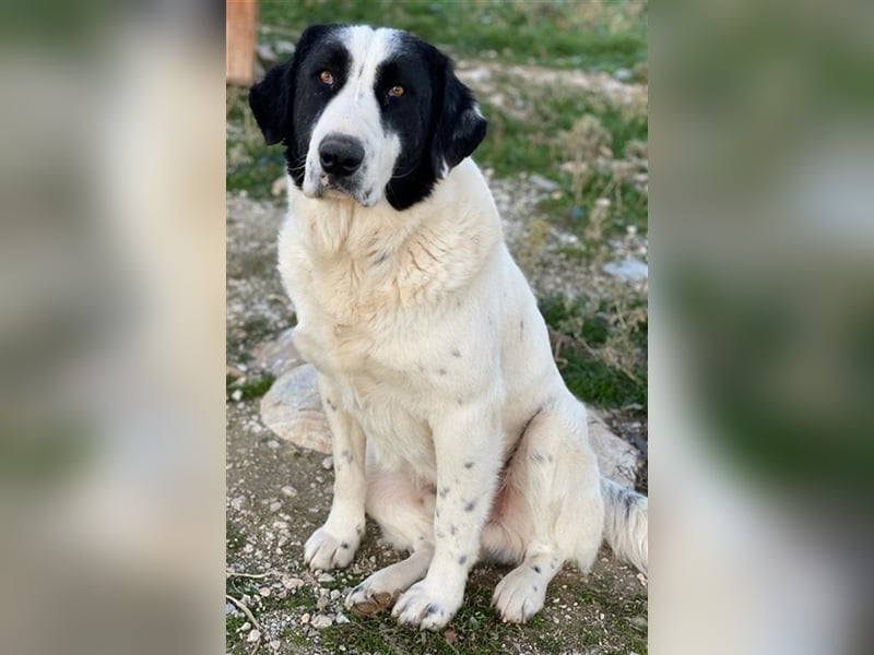 Pirate, geb. ca. 12/2018, lebt in GRIECHENLAND, auf einem Gelände, auf dem die Hunde notdürftig ver