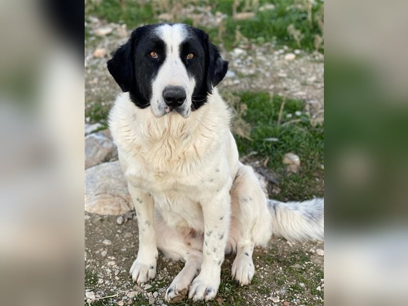 Pirate, geb. ca. 12/2018, lebt in GRIECHENLAND, auf einem Gelände, auf dem die Hunde notdürftig ver