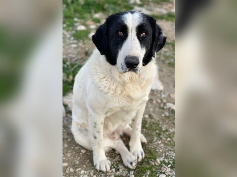 Pirate, geb. ca. 12/2018, lebt in GRIECHENLAND, auf einem Gelände, auf dem die Hunde notdürftig ver