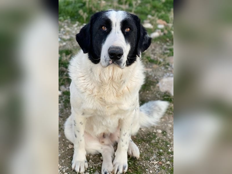 Pirate, geb. ca. 12/2018, lebt in GRIECHENLAND, auf einem Gelände, auf dem die Hunde notdürftig ver