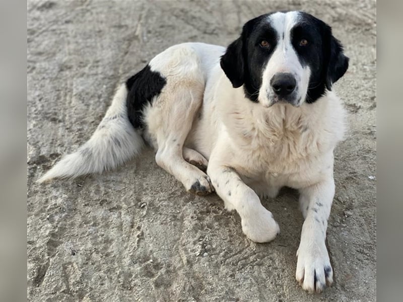 Pirate, geb. ca. 12/2018, lebt in GRIECHENLAND, auf einem Gelände, auf dem die Hunde notdürftig ver
