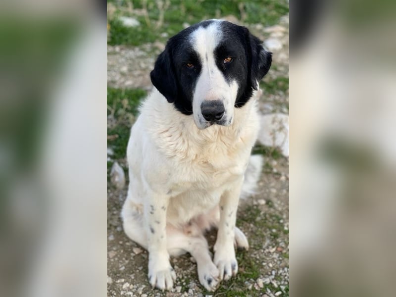 Pirate, geb. ca. 12/2018, lebt in GRIECHENLAND, auf einem Gelände, auf dem die Hunde notdürftig ver