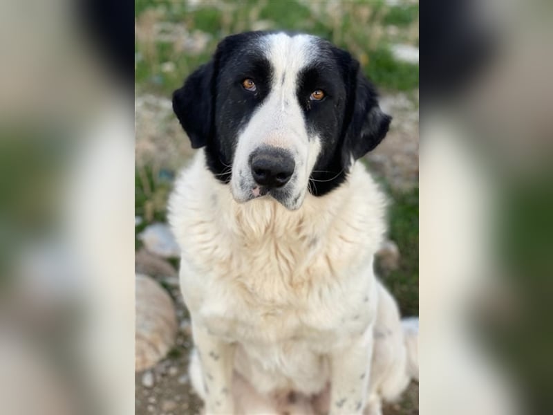 Pirate, geb. ca. 12/2018, lebt in GRIECHENLAND, auf einem Gelände, auf dem die Hunde notdürftig ver